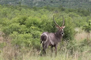 Carabina-10