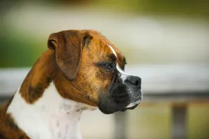 pugilato-18