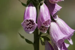 pugilato-11