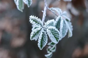 1 (3)